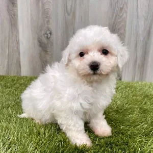 Bichon Frise